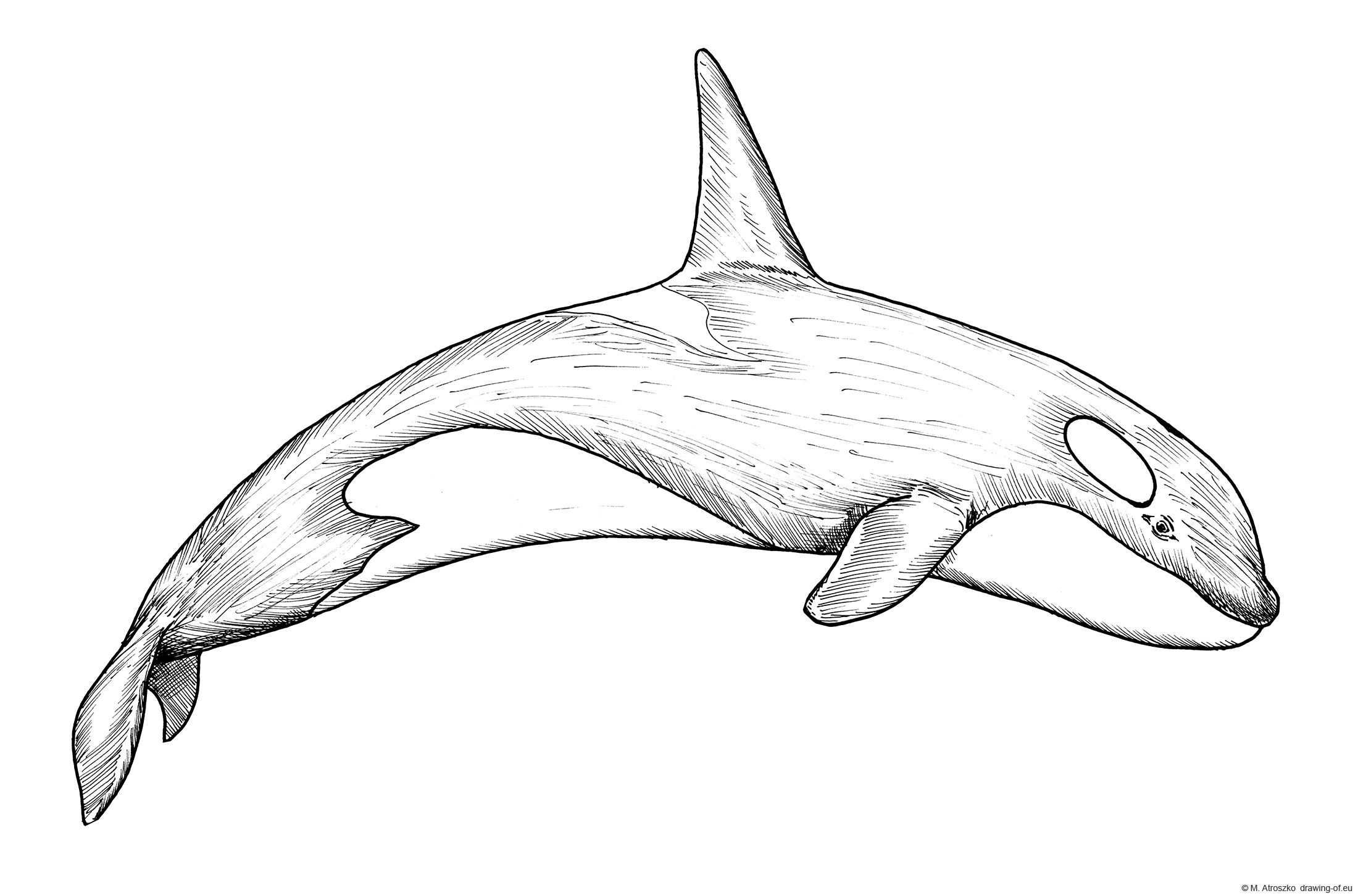 Drawing of orca - Killer whale. Coloring page.