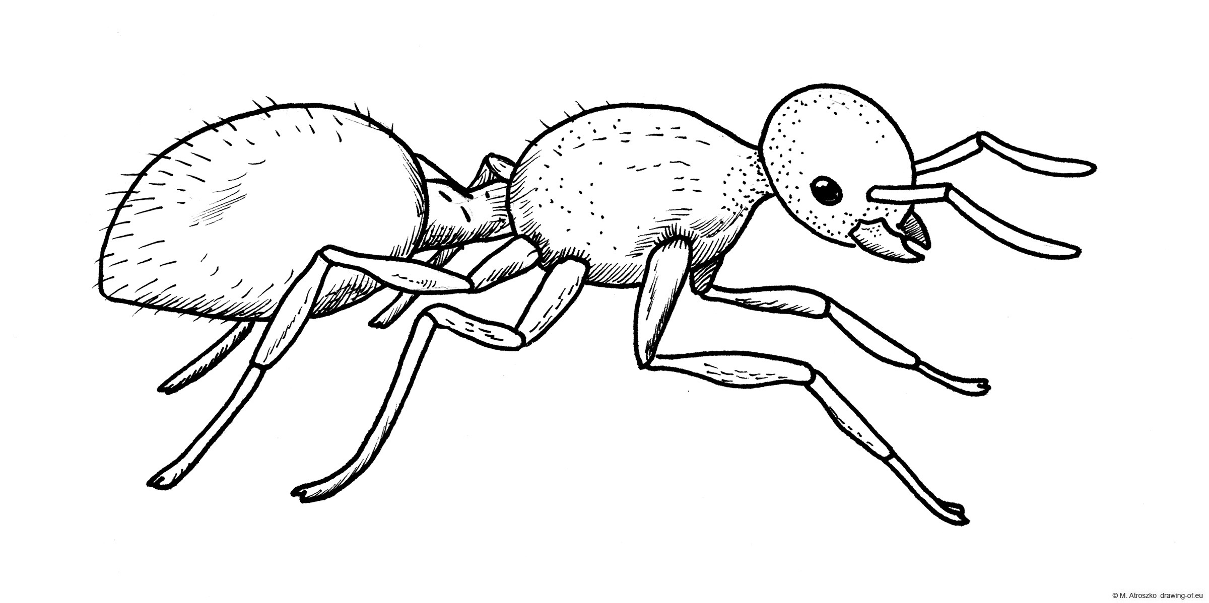 ant draw